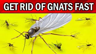 How to Get Rid of Gnats & Fruit Flies in the House NATURALLY ?