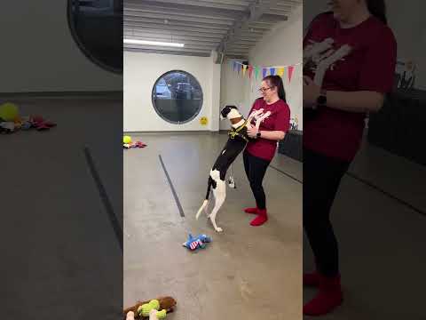 Dogs at the shelter choose their own Christmas gift #SantaPaws #santapawsday #bts