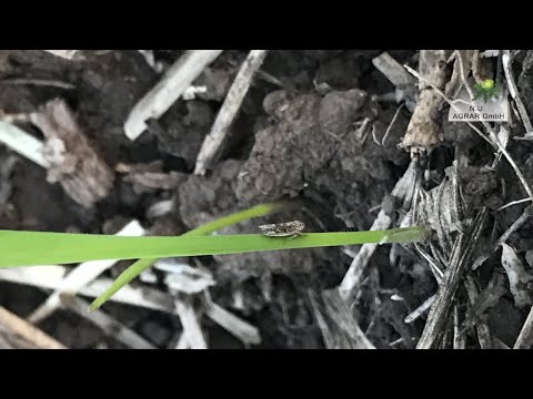 174. Feldexkursion: Schädlinge im Getreide - NU Agrar, 07.10.2020