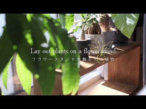 , title : '【観葉植物】SUB)フラワースタンドで植物をレイアウト【vlog】'