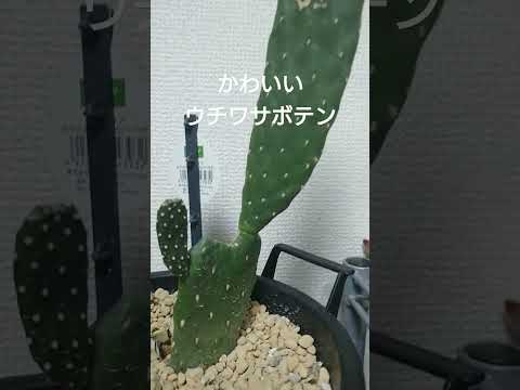 園芸 円筒形のウチワサボテン