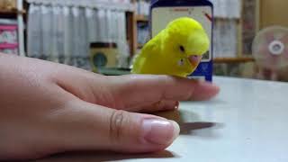 [セキセイインコ]最後のお喋り(概要欄へ)[ちゅん]