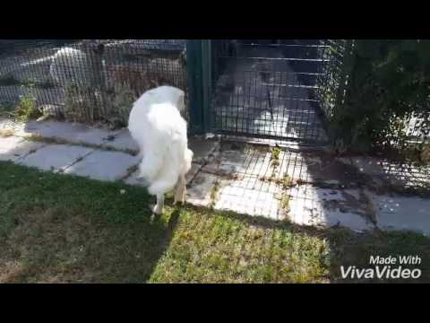 ADOTTATA NASETTA cane mix maremmano taglia grande