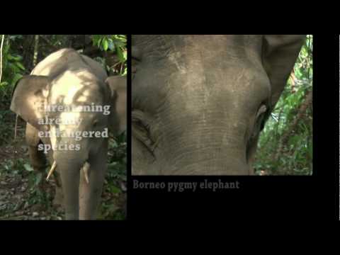 SOS BORNEO Video