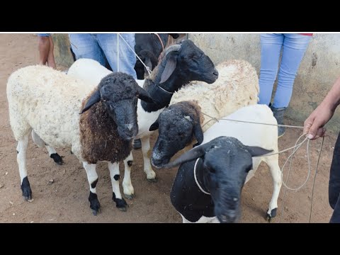 Feira de carneiros em Canafistula de Frei Damião, segunda feira. Alagoas. 20.07.2026 