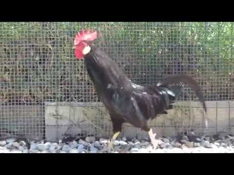 Fattoria il bruco - Livorno nera