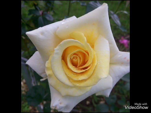 Rosa Berolina. Роза Беролина Kordes 1984