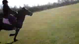 Prince & Roman Field Gallop