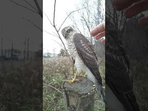 IUCN分類における絶滅の危険性を示す図。