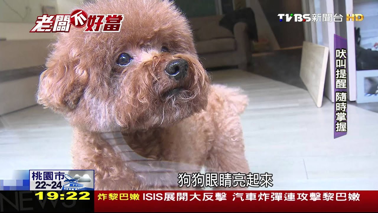 老闆不好當/500次試用磨出完美 「攝影機」也能陪狗玩