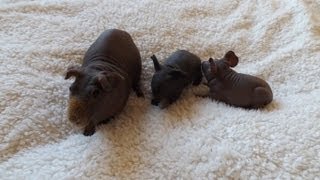 preview picture of video 'Hairless Guinea Pig & Cute Babies'