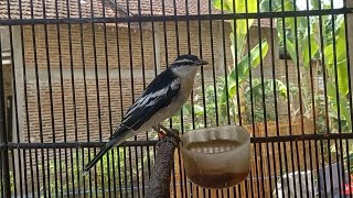 Download lagu Tembakan gacor kapasan Kemiri mp3