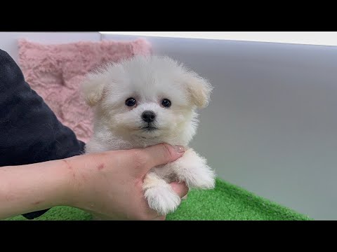 YouTube動画のサムネイル