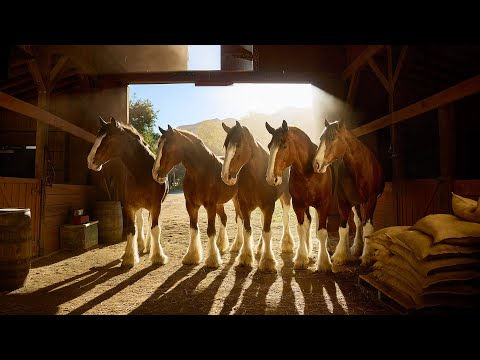 Budweiser: Super Bowl LX Teaser 'Stable'