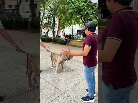 Si este Mastín de 90 kg demuestra estar educado le regalo un costal alimento 😱 #perros #mastin