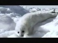 Whitty Bitty Harp Seal slipping off the ice saying, "Oh ...