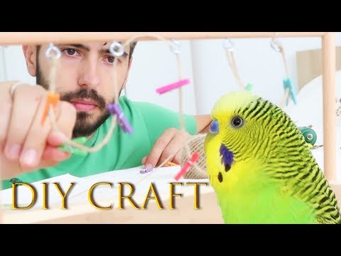 download lagu mp3 mp4 Diy For Birds, download lagu Diy For Birds gratis, unduh video klip Diy For Birds