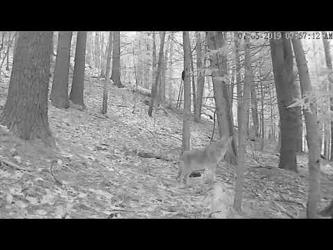 Timber Wolf is back .....!!!