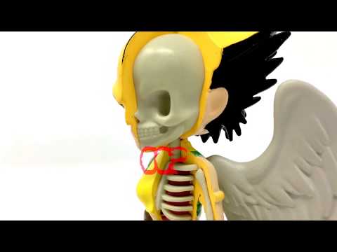 XXRay DC Hawkgirl by Jason Freeny