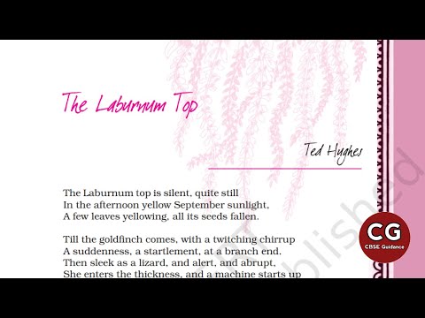 The Laburnum Top Class 11: A Poem by Ted Hughes