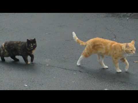 Stumpy & Red, friends for life.