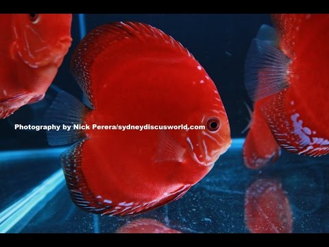 [HD] German Solid Red Discus at Sydney Discus World Aquariums