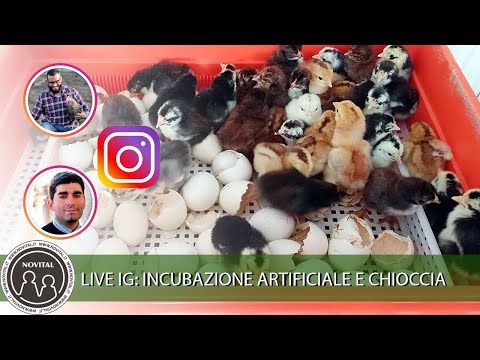 , title : 'Live Instagram! Gestire una chioccia e l'incubazione artificiale'