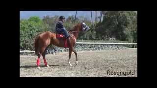 preview picture of video 'Morning Workouts - June 21, 2014 at Santa Anita Park'