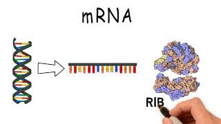 What are RNA, mRNA and tRNA?