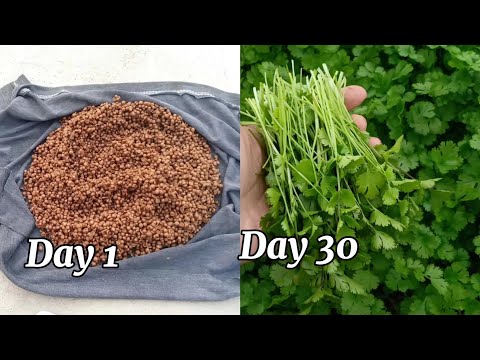 #48 Growing coriander from seeds, great quick sprouting tips for beginners