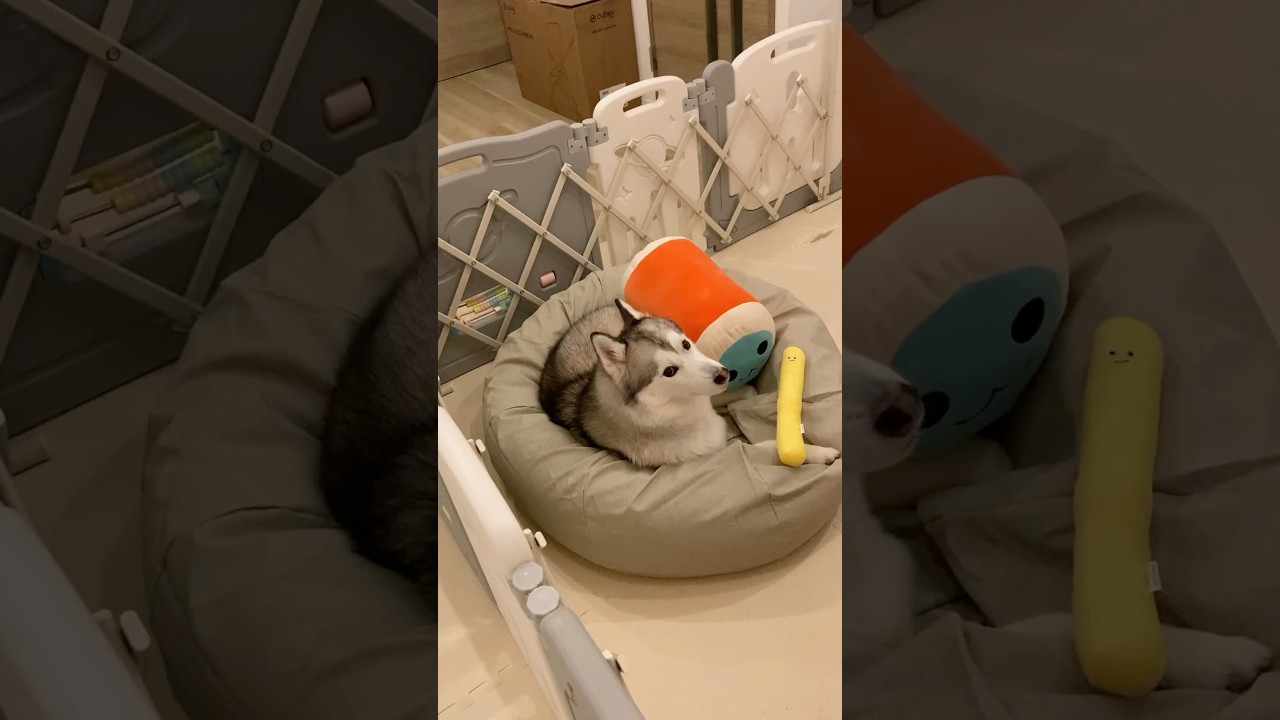 犬を駄目にするソファの餌食になったシベリアンハスキー #shorts