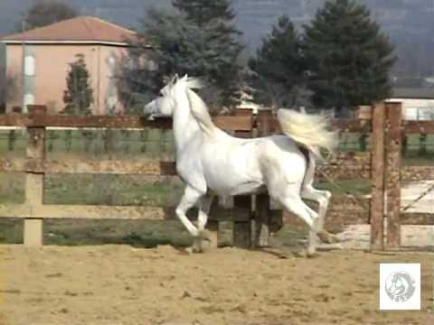CLASSIC MABROUKA - 26-02-1999 (Lohim x Classic Madaraa)
