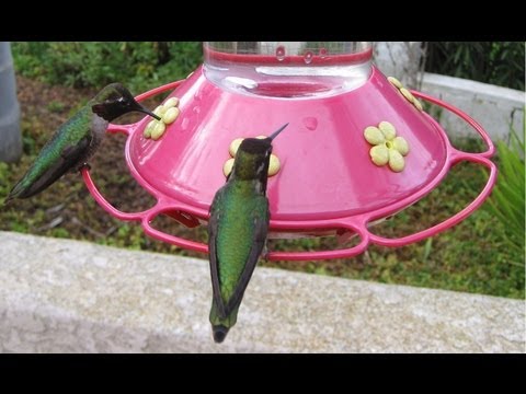 Hundreds of Hummingbirds at Bird Feeder! (in HD)