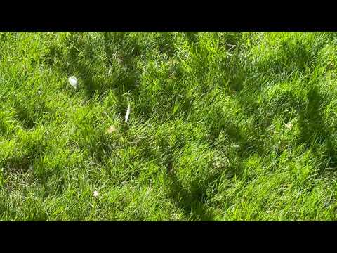 Diggers Bees Are All Over this Yard in Princeton, NJ