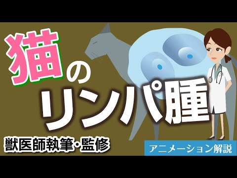 猫のリンパ腫 - 症状、原因、治療