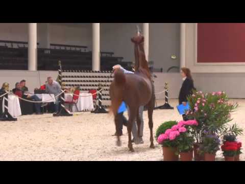Berlin Cup Werder 2013 - Stallion 4-6 years old (Class 12) - N.28 EXTREMME RSA