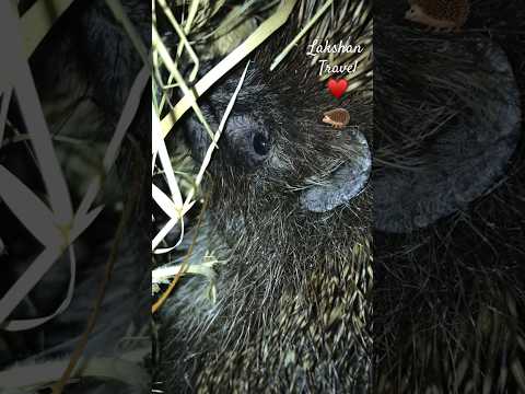 Hedgehog,Ježek 🦔🦔🦔♥️