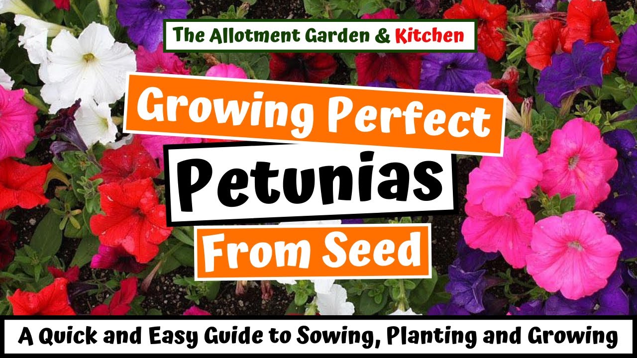 How to Grow Petunias from Seed (A Step by Step Guide for Novices and Experienced Growers) #76