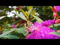 En Swasa Kaatre Tamil Movie Song A R Rahman Whatsapp Status Songs Tamil Love Song
