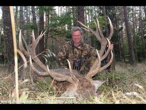 Stag hunting in Poland 2015 ; hunting in poland ; gold medal stag;HJORTEJAGT I POLEN