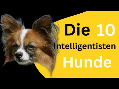 Die 10 intelligentesten Hunderassen der Welt 🐶 | Wie schlau sind Hunde wirklich?