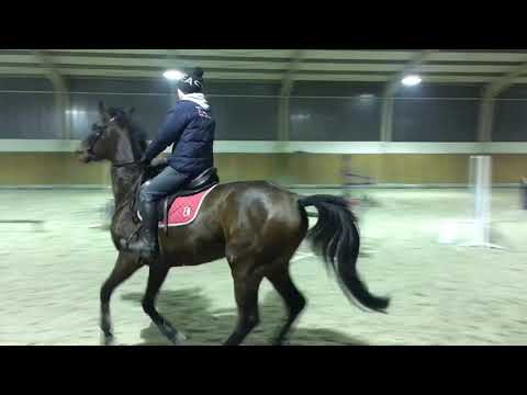 Zara 4yo (Del Cor/Cortez/Cor de la bryere)