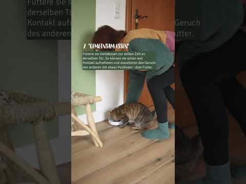 Katzen aneinander gewöhnen | 6 Schritte zur pawfekten WG