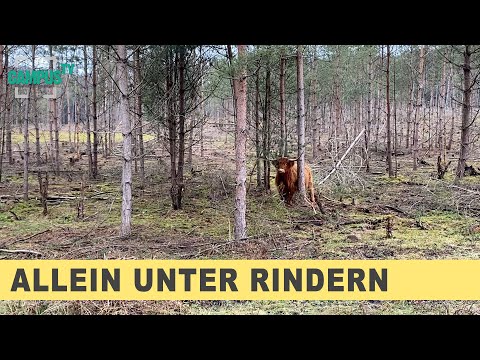 Allein unter Rindern: Die Ochsentour in Oerlinghausen - Campus TV Uni Bielefeld