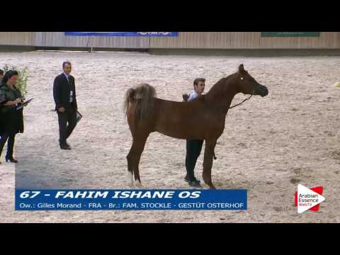 Deauville Arabian Cup 2016 - Stallions 8+ y.o. (10) - 1st place: n°67 FAHIM ISHANE OS