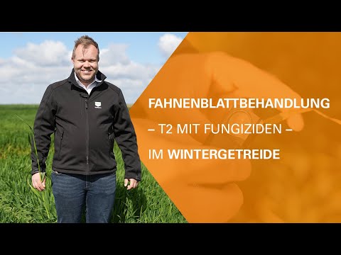 Fahnenblattbehandlung - T2 mit Fungiziden - im Wintergetreide