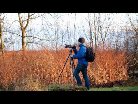 Niederrhein Wildgänse - Fotoexkursion im Naturschutzgebiet Düffel