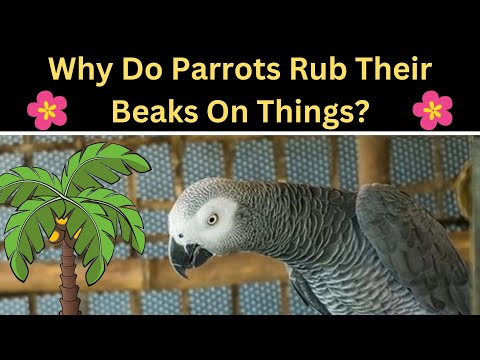 YouTube video about: Why does my bird rub his bum?