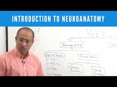 Introduction to Neuroanatomy | Neuroscience | Neurophysiology