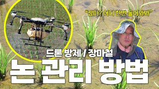 (필수 시청!!) 장마철 논 벼 관리 방법과 드론 방제 방법 모두 알려드립니다-! 구독자님들만의 장마철 논과…
